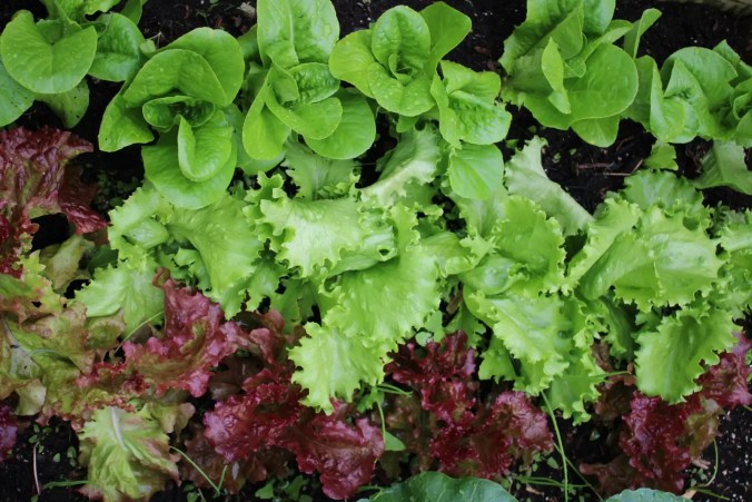 Before and after image of healthy and unhealthy leaves