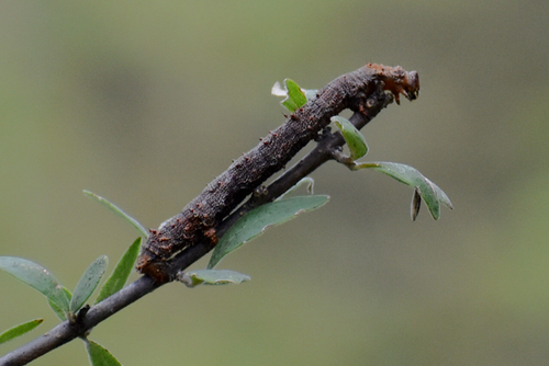 fall-blooming aster covered in ladybugs