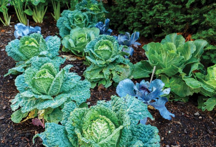 Autumn Abundance: 5 Forgotten Crops for a Bount...
