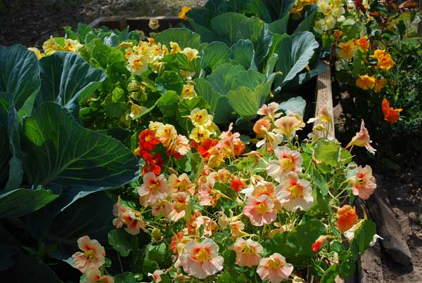 A close-up of marigolds planted closely around the base of a tomato plant, showcasing the vivid colors and healthy foliage.