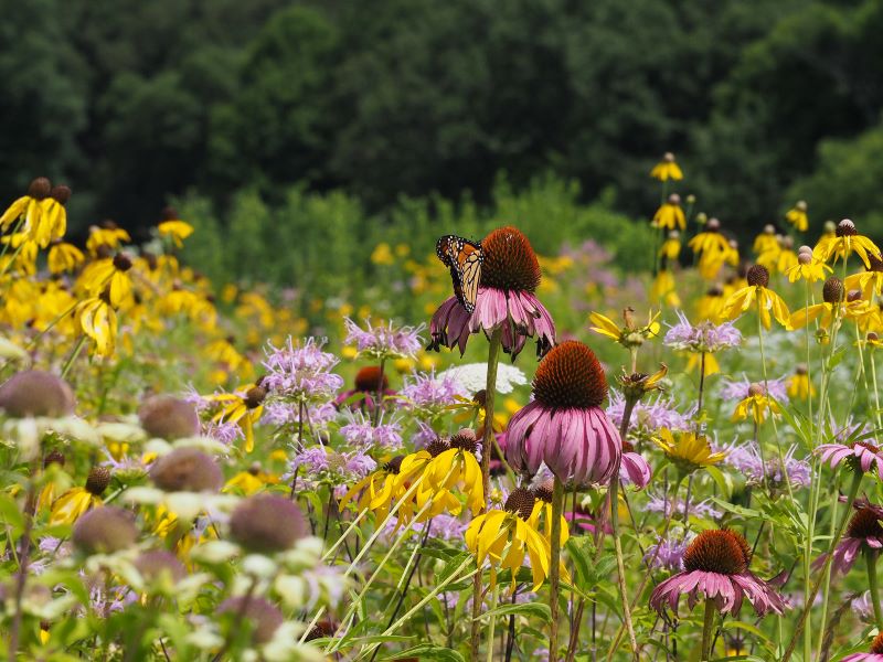 Assortment of Native Plants with Vibrant Colors