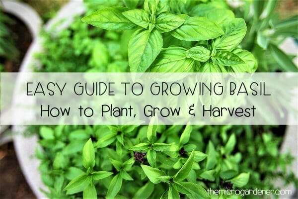 planting basil seeds