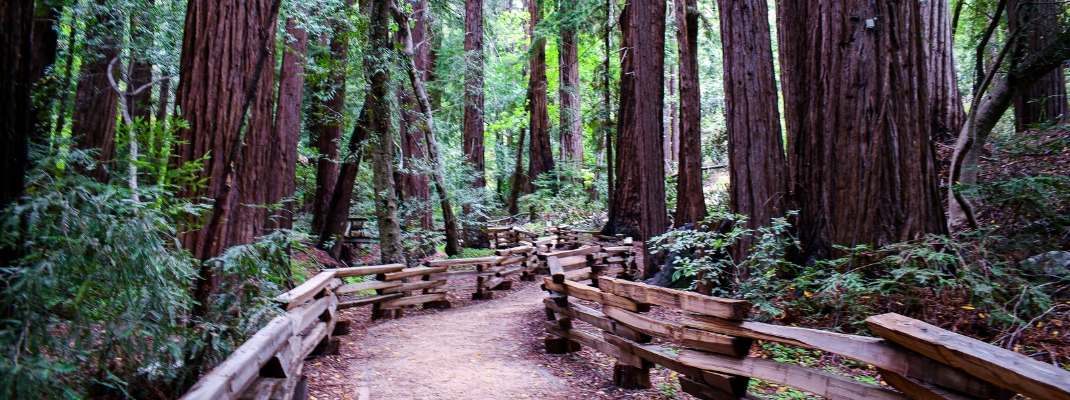 A path winding through a dense redwood forest.