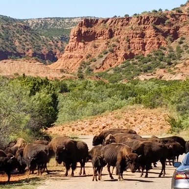 Wild Horse Campground campsite at Caprock Canyon State Park.