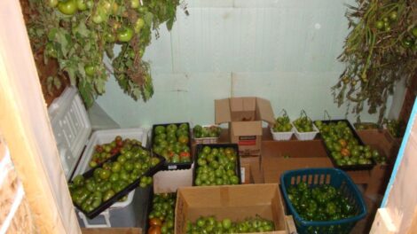 Produce Stored in Earth Sheltered Root Cellar