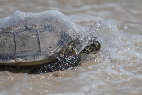 Baby Sea Turtles on Shell Beach