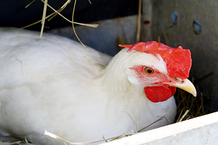Backyard Chickens: Unlocking Hidden Value Beyon...