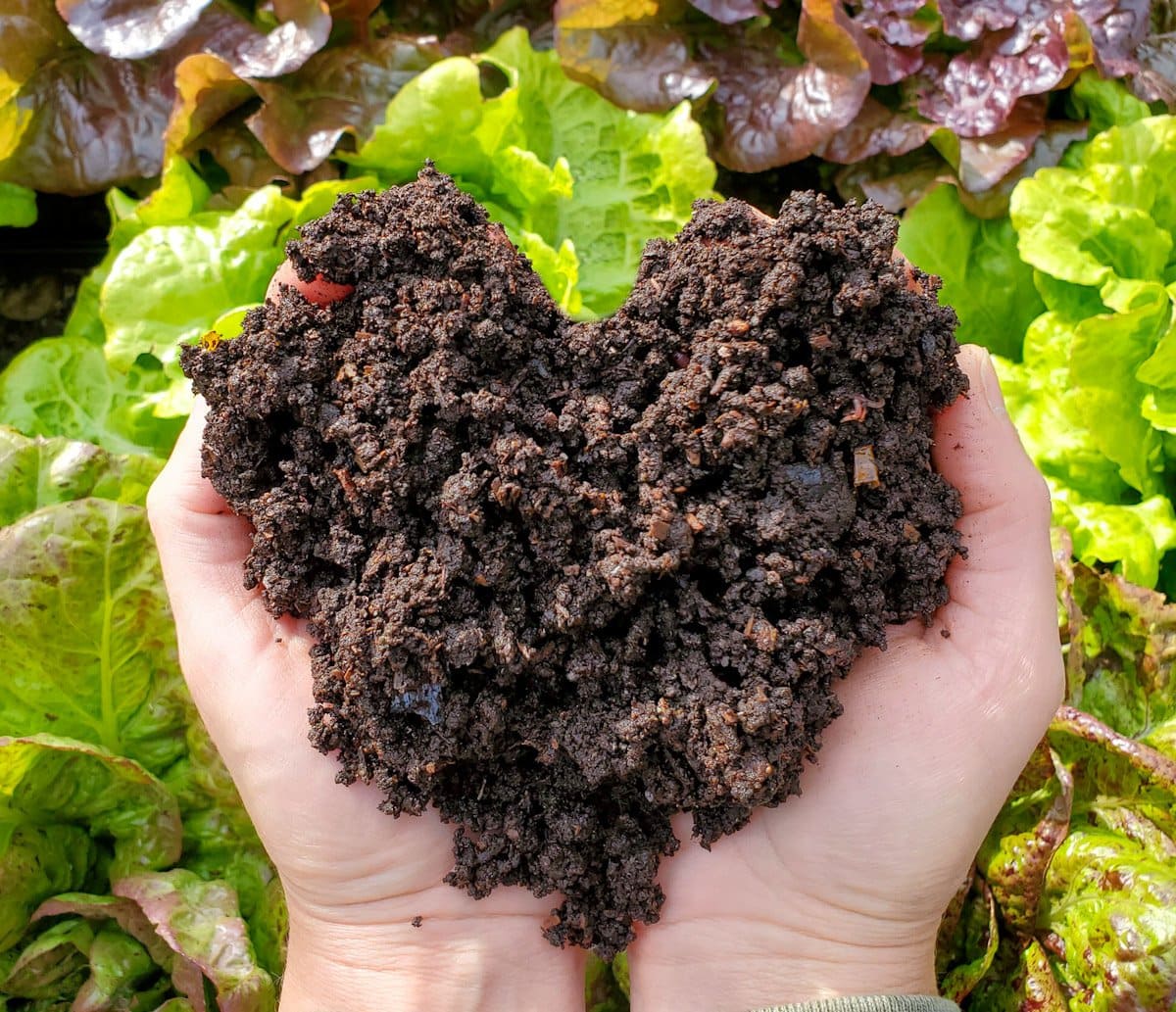 gloved hands amending garden soil