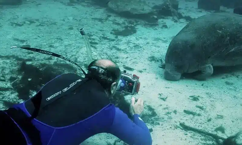 Ethical Manatee Encounter in Crystal River
