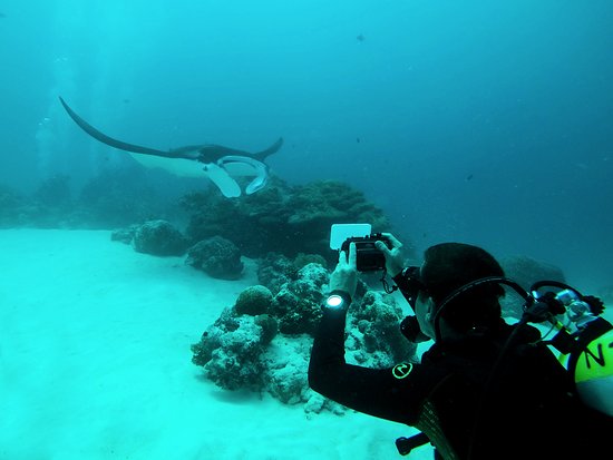 A close-up view of traditional Palauan Bai being prepared with taro, coconut milk, and spices.