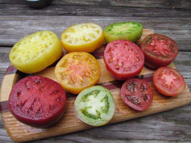 A close-up of a thriving tomato seedling