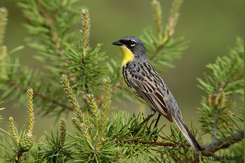 # In Search of the Kirtland's Warbler: Finding Bea...