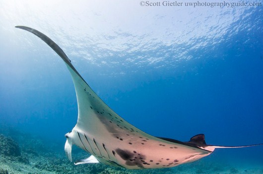 Manta Ray Underwater Photography Hawaii