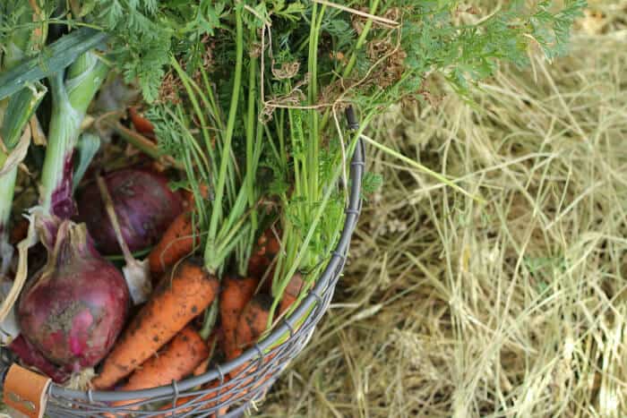 no-root-cellar