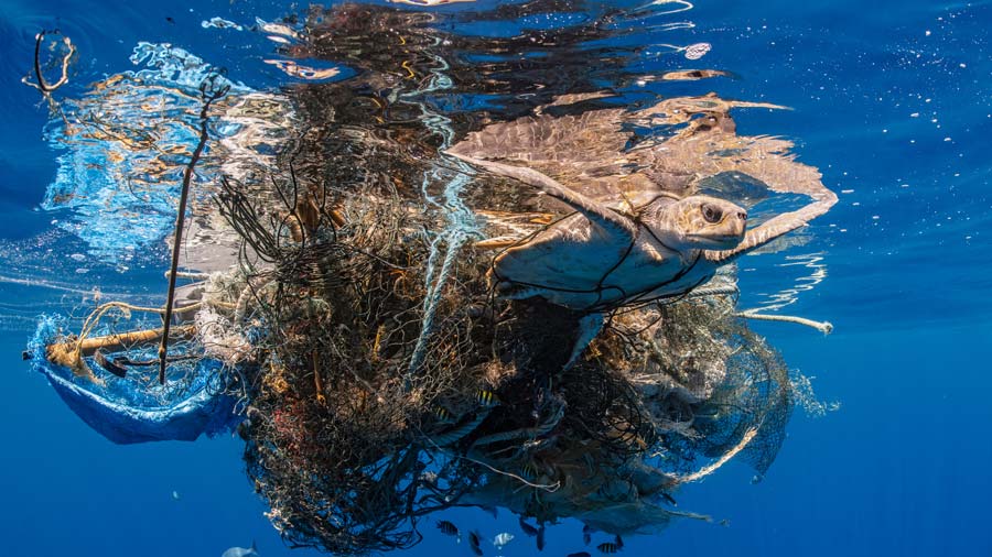 Underwater shot of ghost gear being retrieved, showcasing marine life affected.