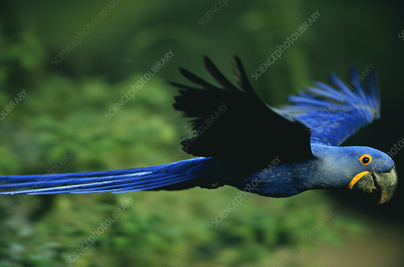 A striking close-up of a jaguar's face, highlighting its power and presence