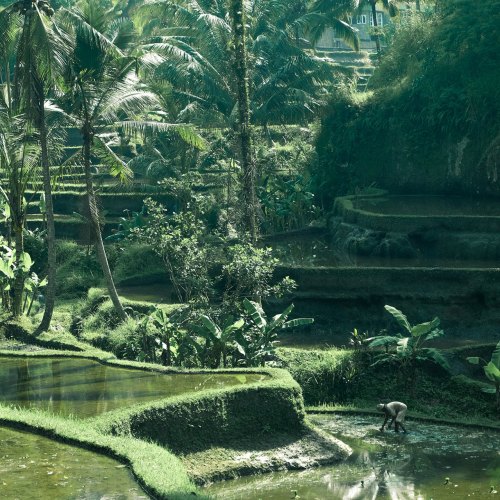 Lush green rice terraces near Ubud