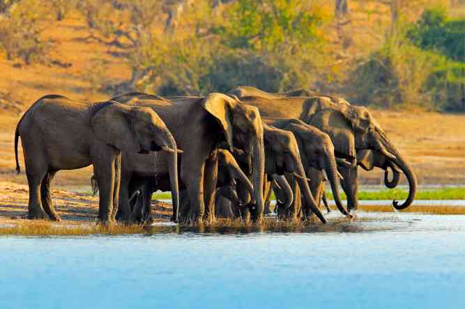 Elephants drinking at a watering hole during sunset