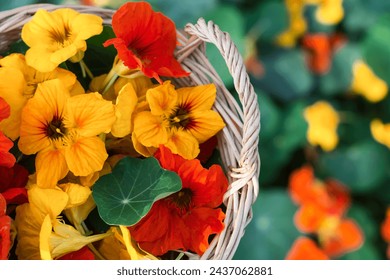 Nasturtium flower blossoms in a wicker basket