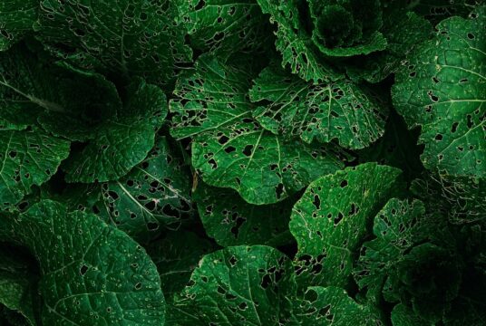 A time-lapse-style image showing young lettuce plants growing in the partial shade of taller tomato plants over a few weeks, highlighting the protective role of the tomato plants.