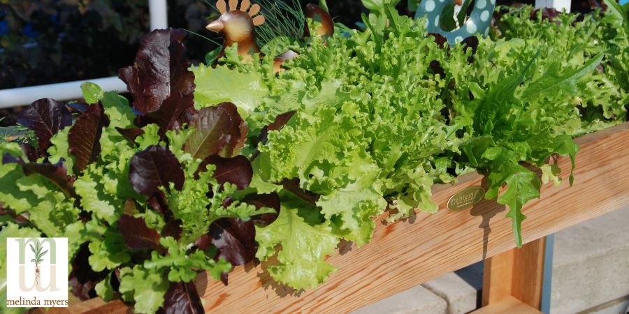 A wide shot of a flourishing salad garden, bathed in golden sunlight