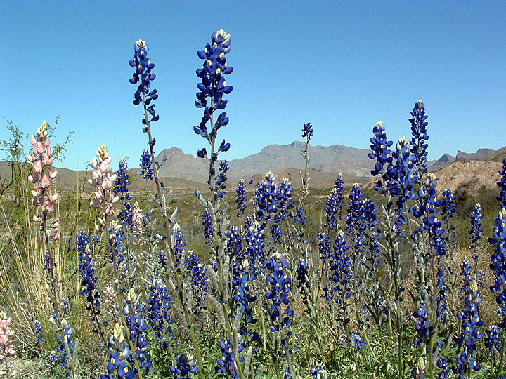 Close-up of Ocotillo