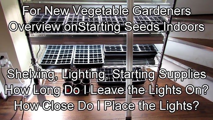 Thriving seedlings growing on a DIY seed starting shelf.