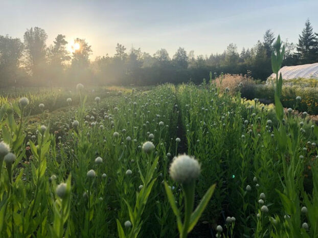 Rows of flowers in a garden