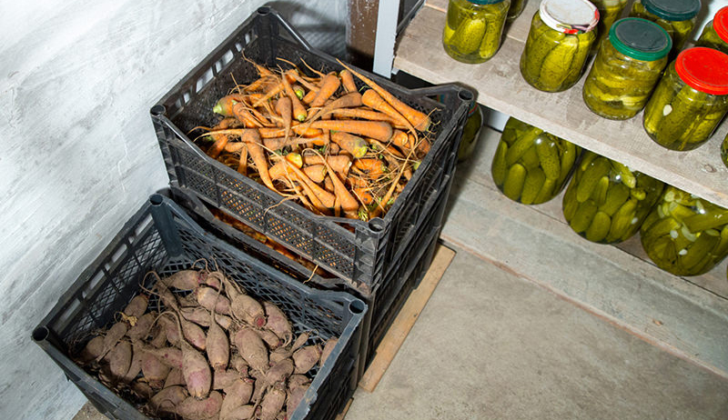 Vegetables in root cellar