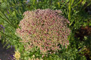How to harvest carrot seeds