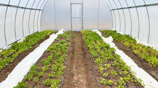 Close-up shots of seedlings sprouting.