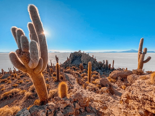 Isla Incahuasi with giant cacti