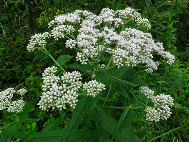 boneset late season pollinator