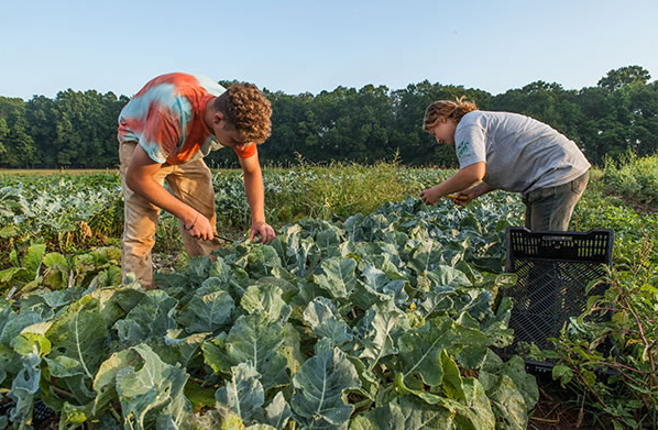 People gathered at outdoor event related to gardening