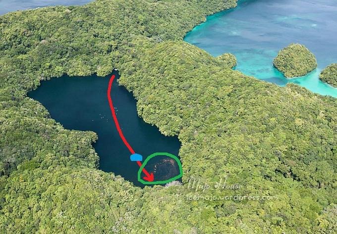 Swimming in Jellyfish Lake in Palau, surrounded by countless non-stinging jellyfish