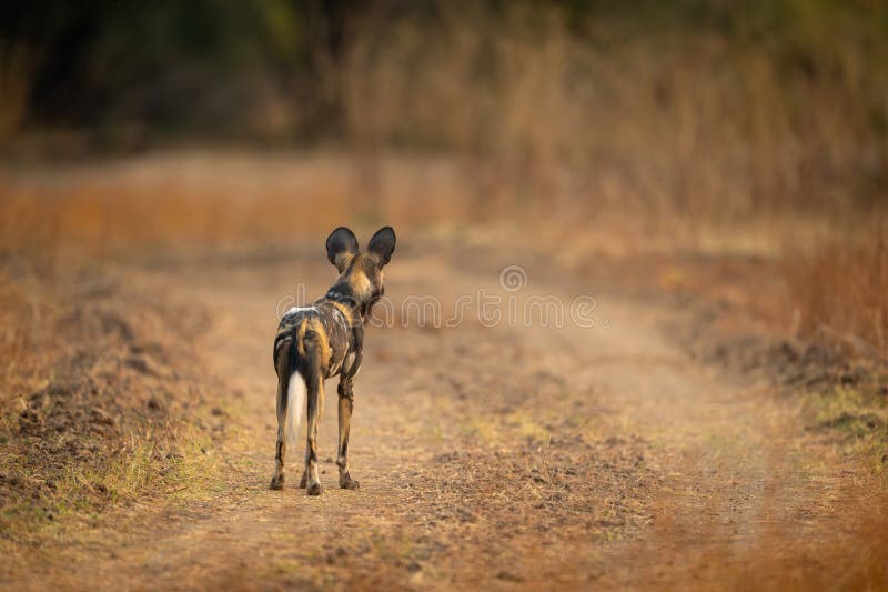 # South Luangwa: Walking with Wild Dogs in Zambia'...