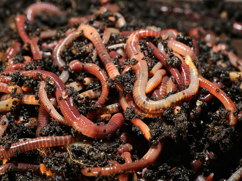 Step-by-step photos of a DIY vermicomposting bin