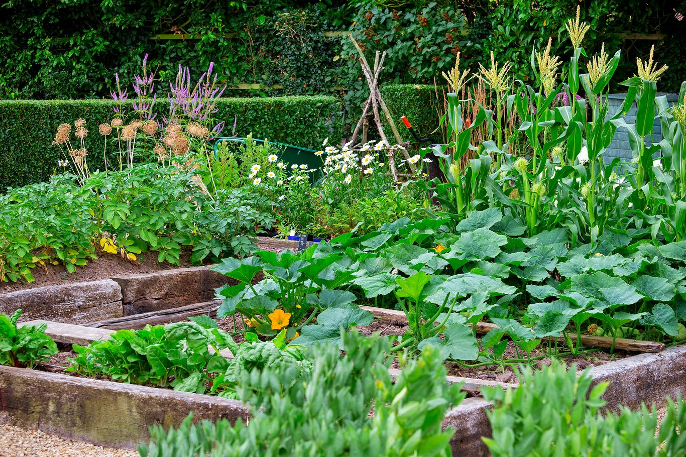 From Seed to Stew: A Guide to Growing Your Own...