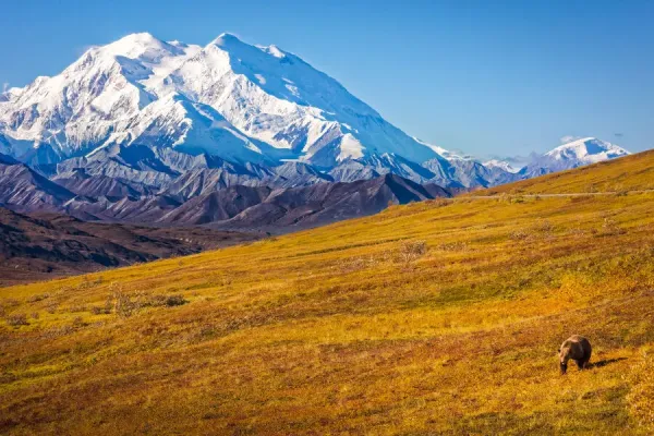 Grizzly bear in its natural habitat in Denali National Park, with Denali (Mount McKinley) in the background. Captured with a super-telephoto lens at f/5.6, ISO 400, during the golden hour with clear lighting.