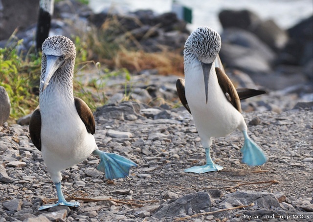 Blue-footed boobies performing their mating dance