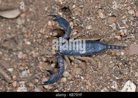 Paragliding over the Namib Desert, Namibia