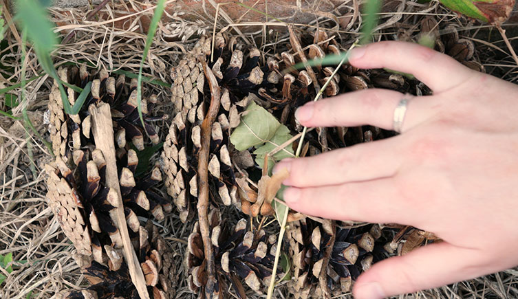 various natural bug hotel materials collection
