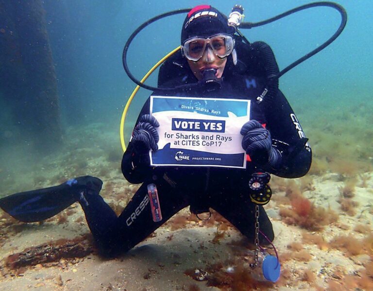 Scuba diver exploring coral reef at Misool Eco Resort