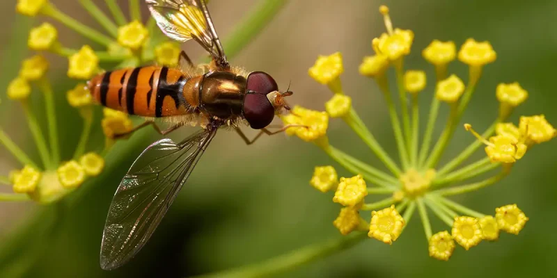 Dill plant in full bloom with a hoverfly feeding.