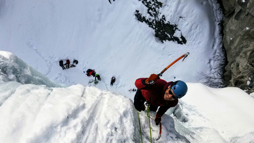 Bison in Yellowstone National Park