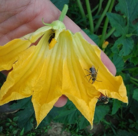 Beyond the Buzzwords: Nurturing a True Pollinat...