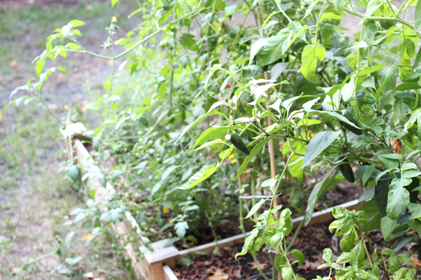 A person picking ripe jalapenos in a garden, symbolizing garden bounty.