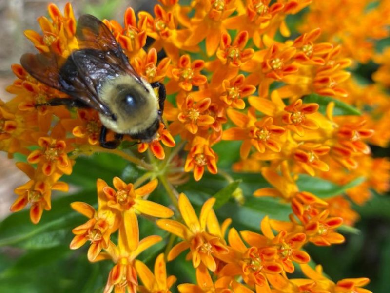 A side-by-side comparison of a traditional garden (manicured, non-native plants) and a pollinator-friendly garden (diverse, native plants, wildflowers)