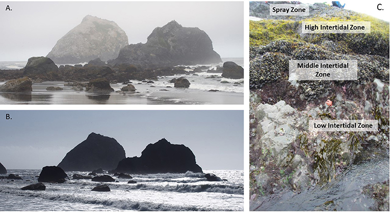 Volunteers removing debris from the shoreline