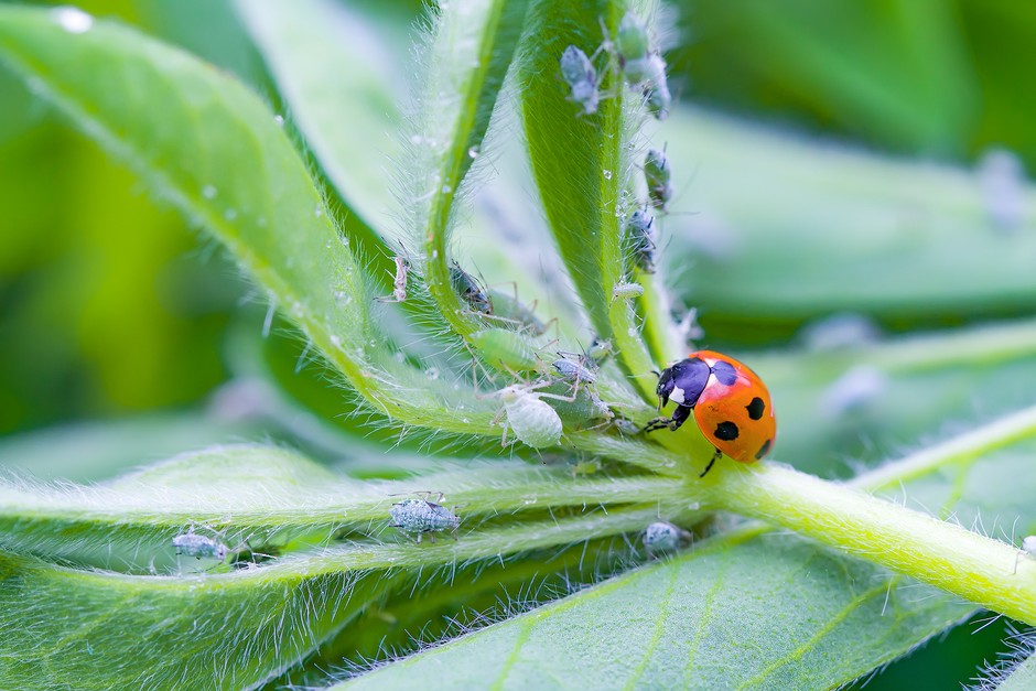 diverse flower bed insects drinking shallow water